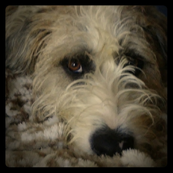 Meet your Posher, Tracie - Picture 1 of 2